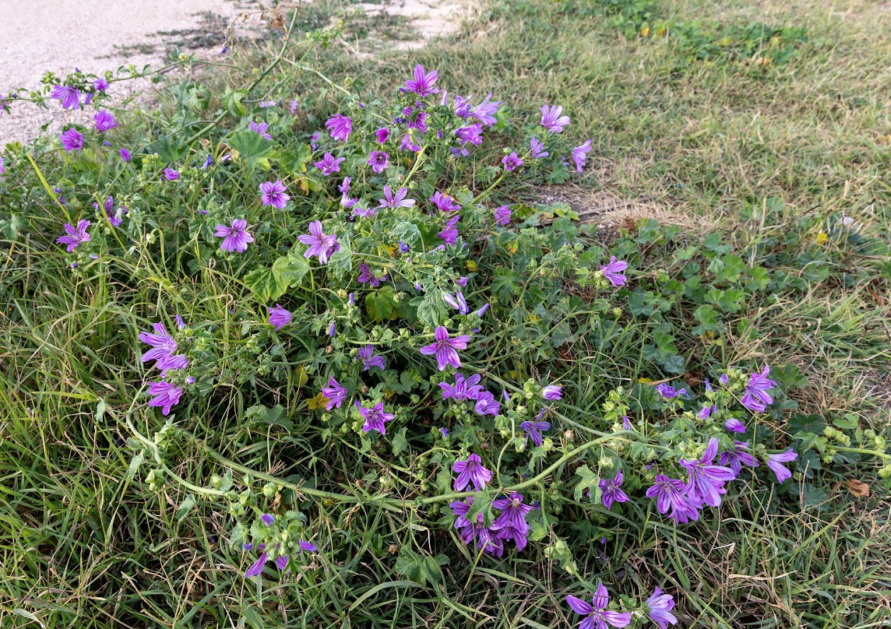 Image of genus Malva specimen.