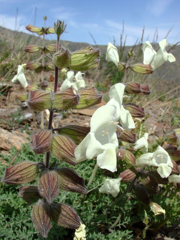 Image of Salvia submutica specimen.