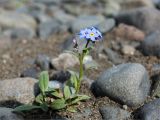 Myosotis asiatica. Цветущее растение. Среднесибирское плоскогорье, плато Путорана, дол. р. Курейка, галечная отмель. 23.06.2017.