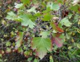 Ribes aureum. Верхушка веточки. Астраханская обл., с. Досанг, на дачном участке, в культуре. 23.09.2019.