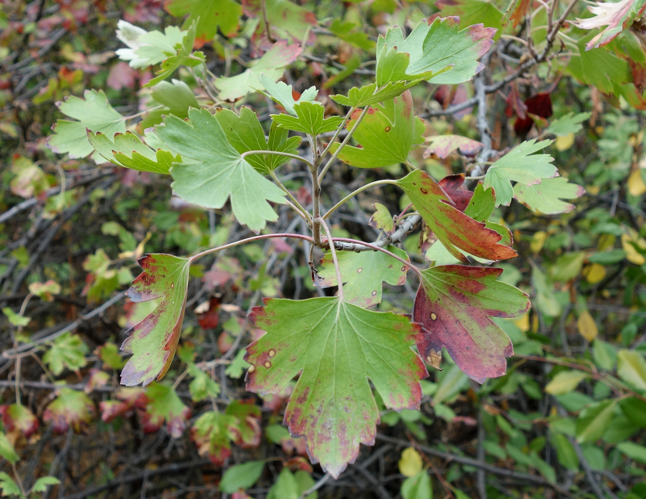 Изображение особи Ribes aureum.