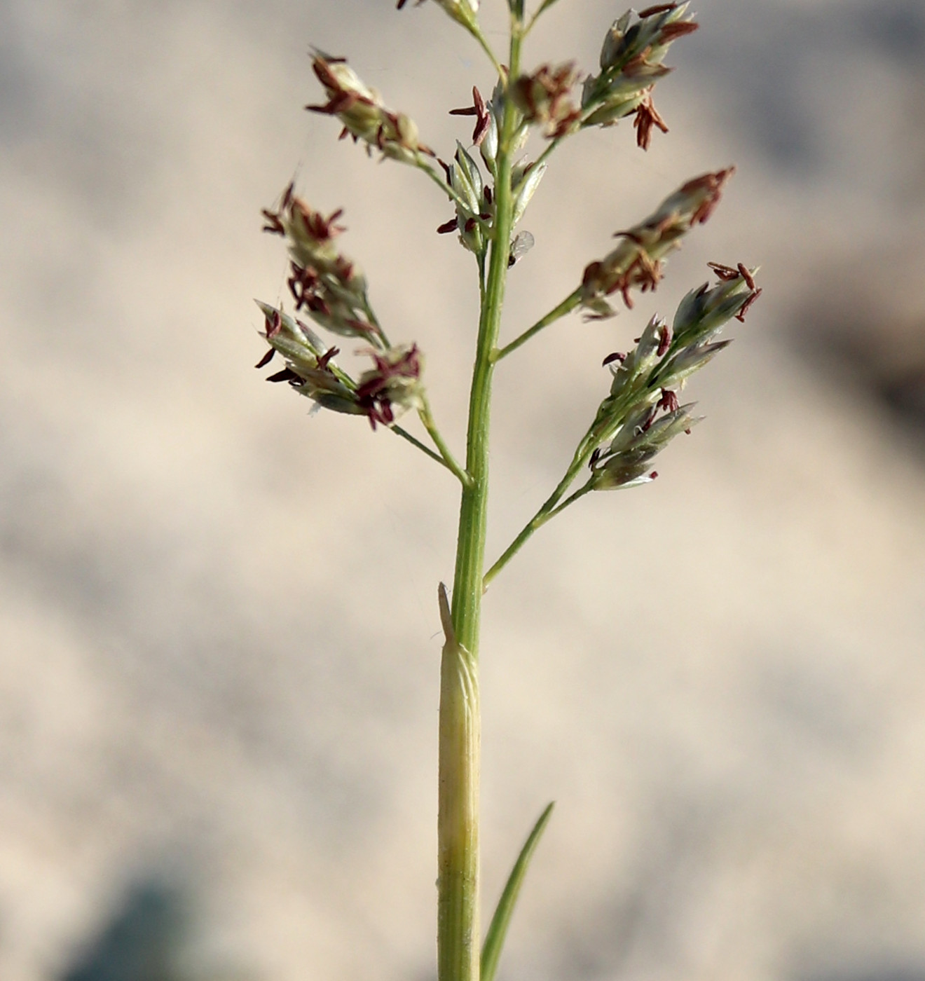 Image of Sporobolus pungens specimen.