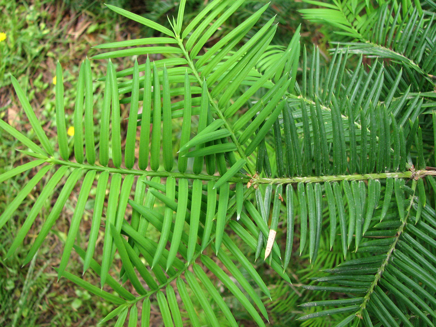 Image of Torreya californica specimen.