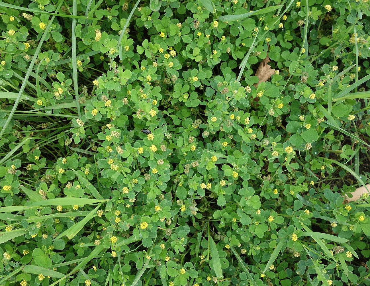 Изображение особи Medicago lupulina.