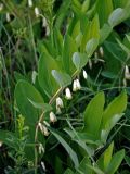 Polygonatum odoratum. Верхушка цветущего растения. Алтай, Онгудайский р-н, низовья р. Урсул, ≈ 600 м н.у.м., луг. 10.06.2019.