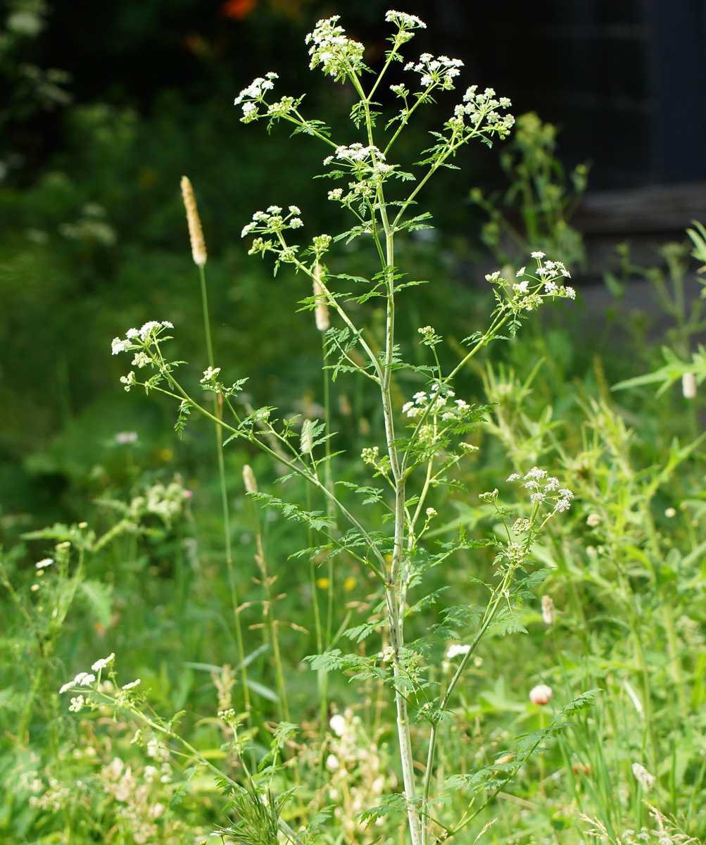 Изображение особи Conium maculatum.