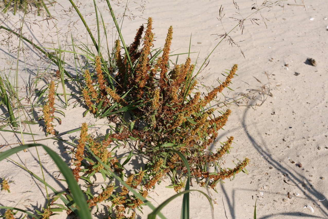 Изображение особи Rumex maritimus.