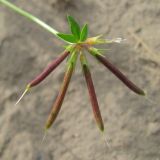 Lotus corniculatus. Соплодие. Кемерово, обочина дороги. 28.06.2010.