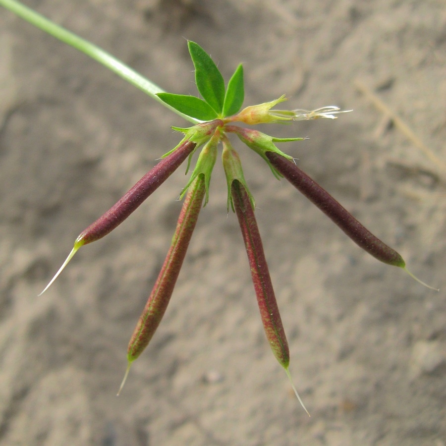 Image of Lotus corniculatus specimen.