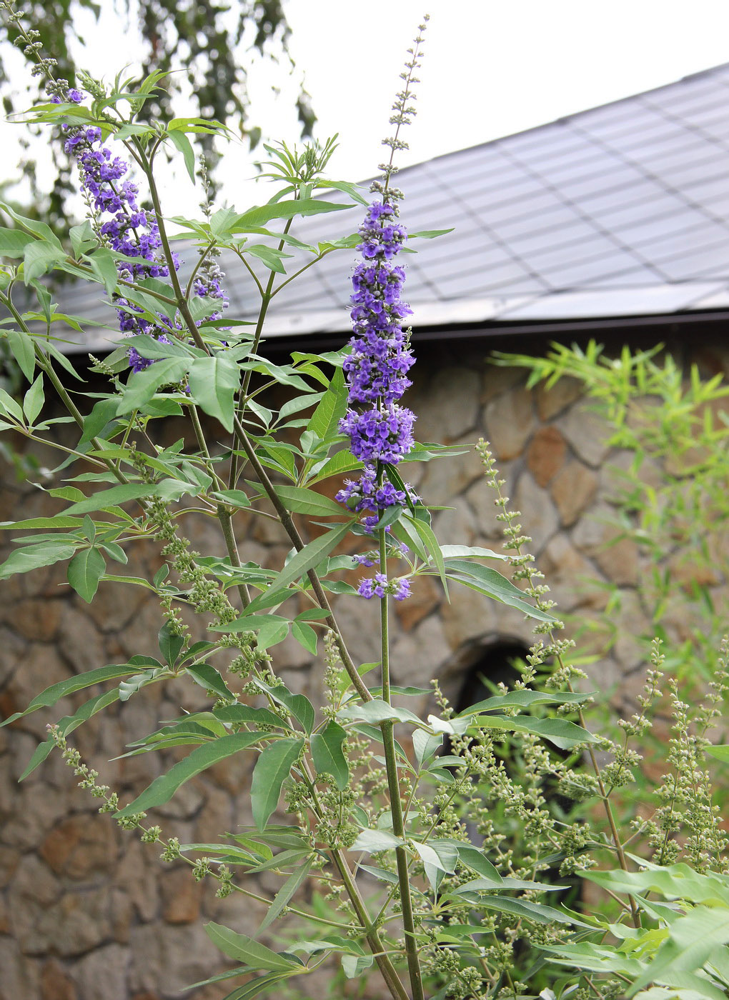 Изображение особи Vitex agnus-castus.