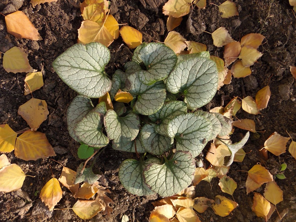 Image of Brunnera macrophylla specimen.