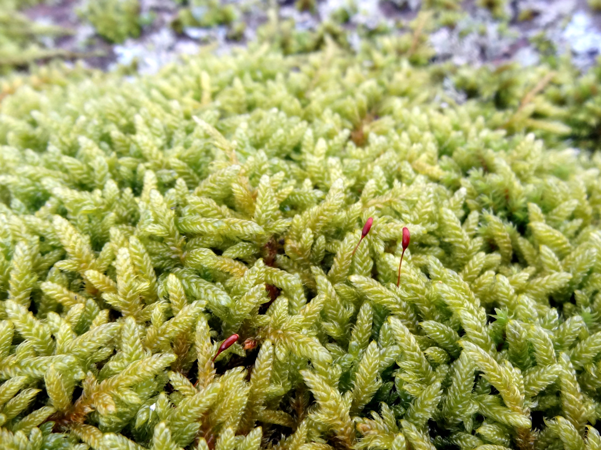 Image of Hypnum cupressiforme specimen.