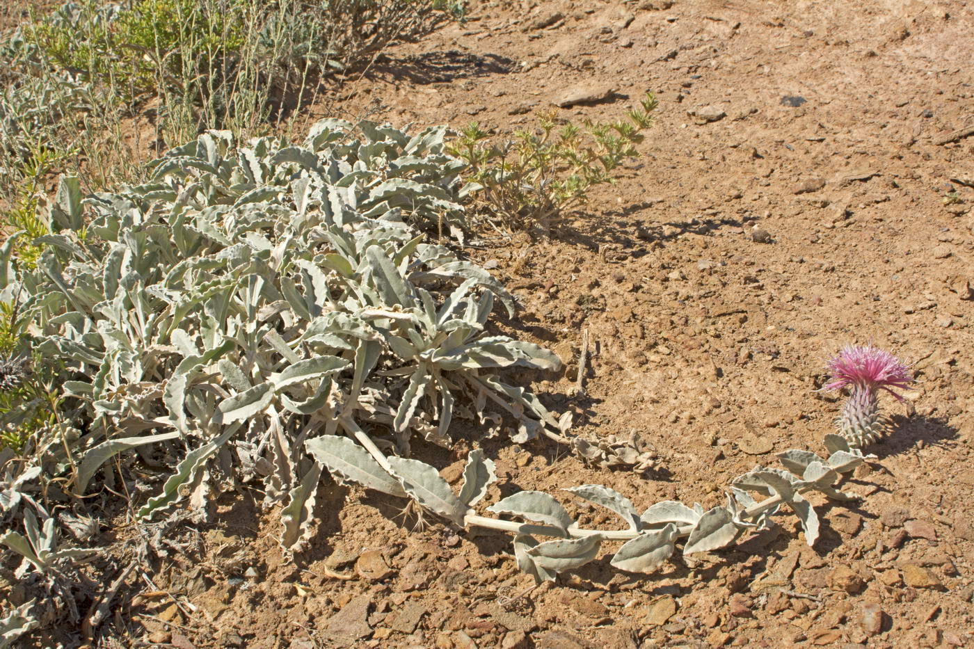 Image of Jurinea eximia specimen.