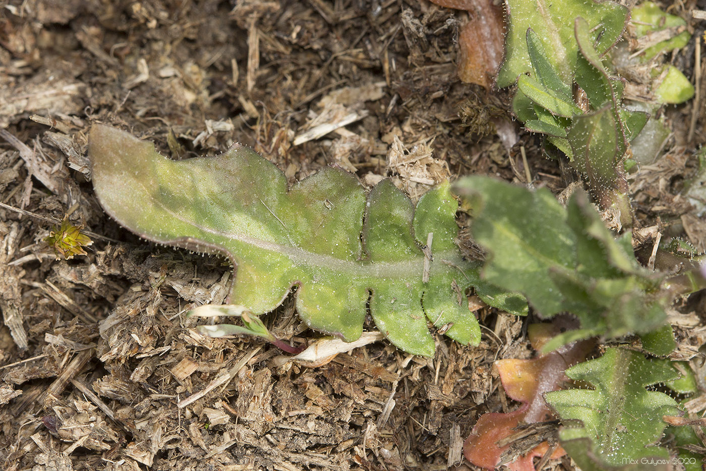 Image of Chorispora tenella specimen.