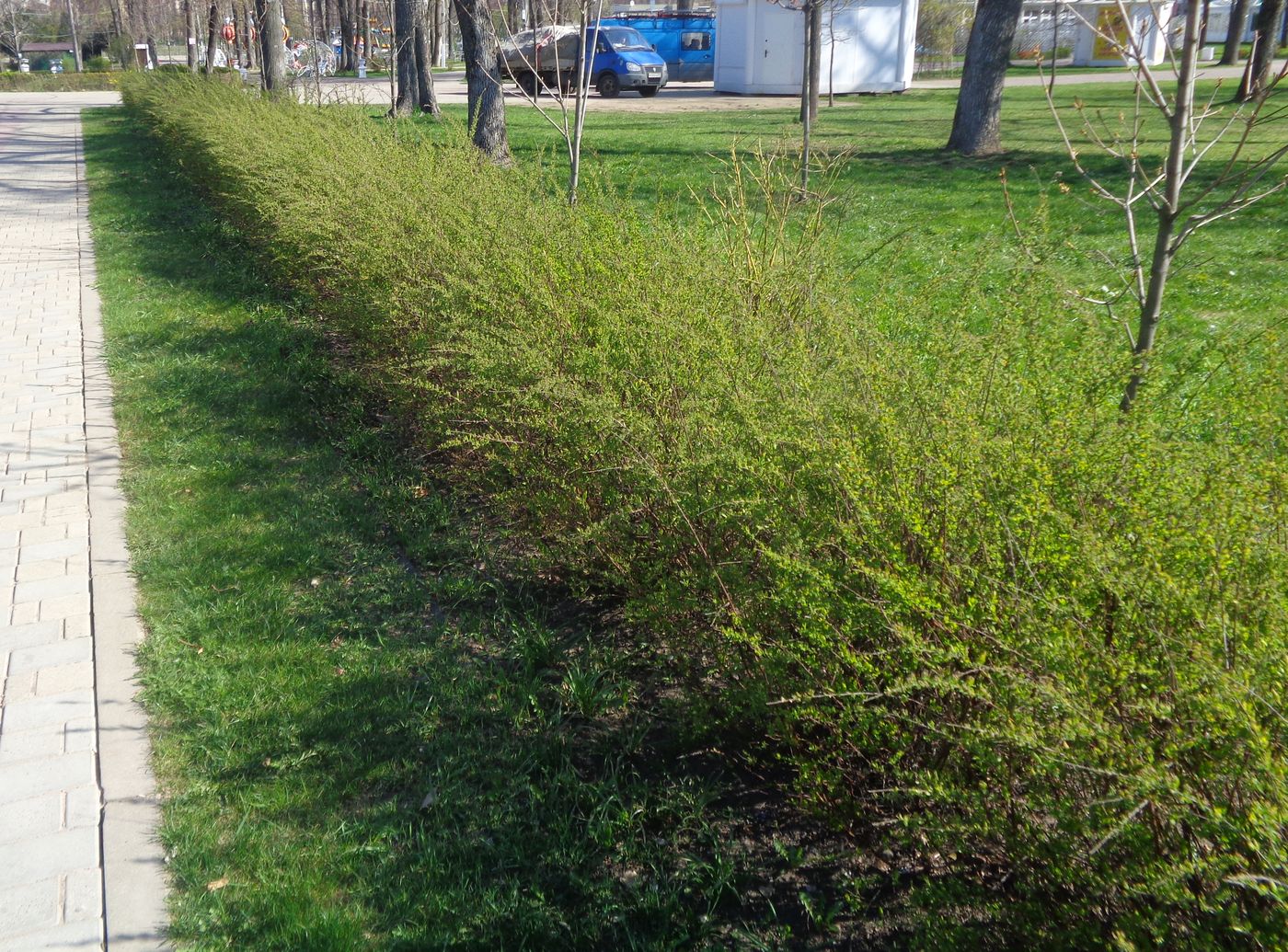 Image of Spiraea &times; cinerea specimen.