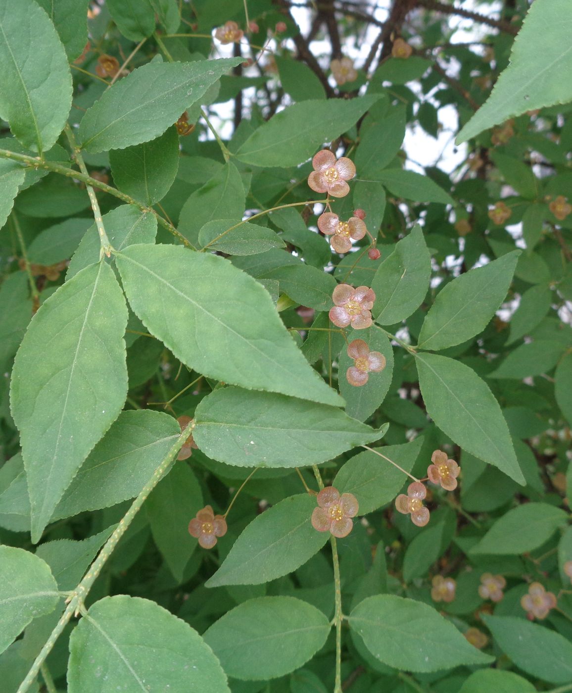 Изображение особи Euonymus verrucosus.