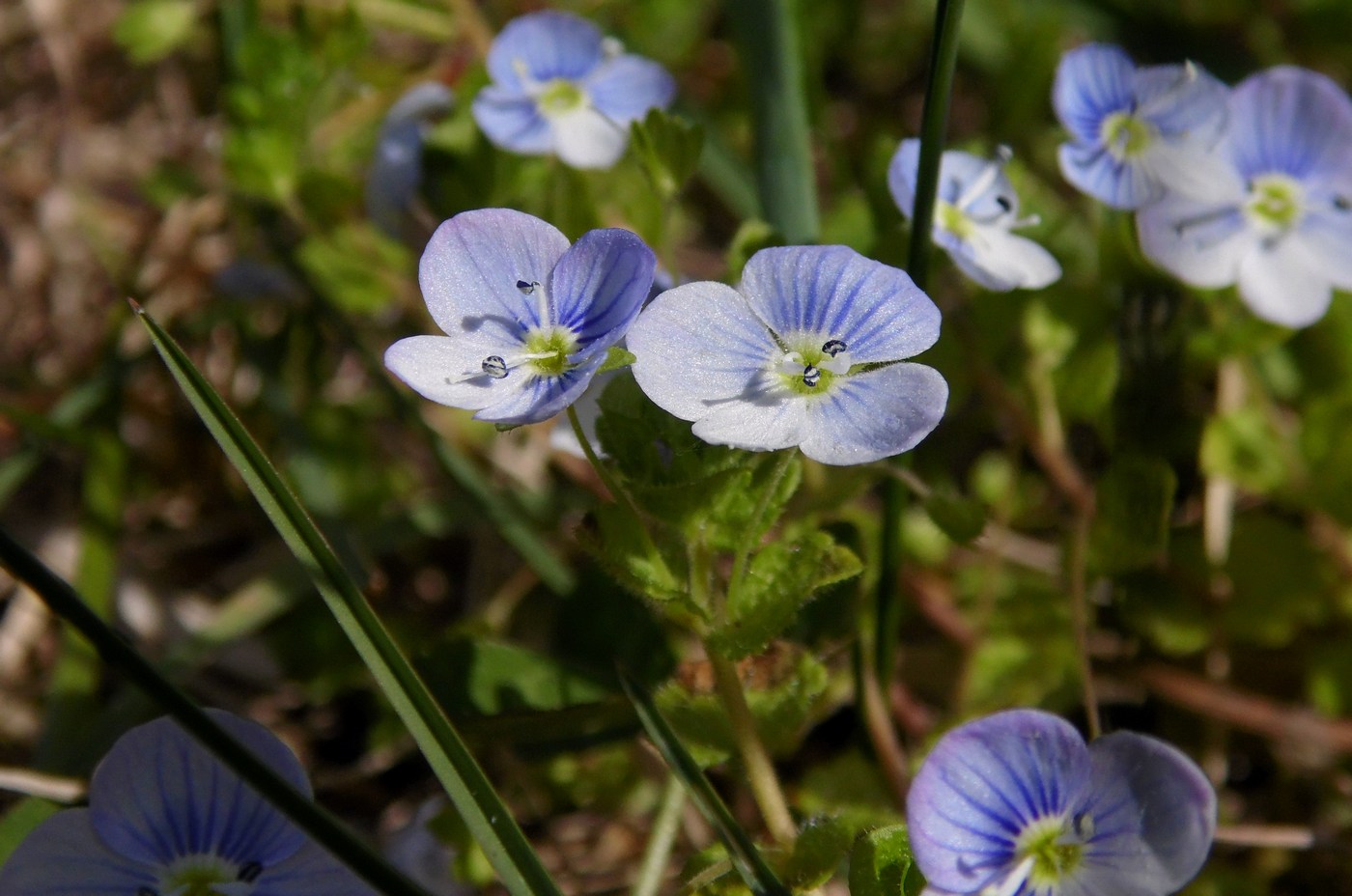 Изображение особи Veronica filiformis.