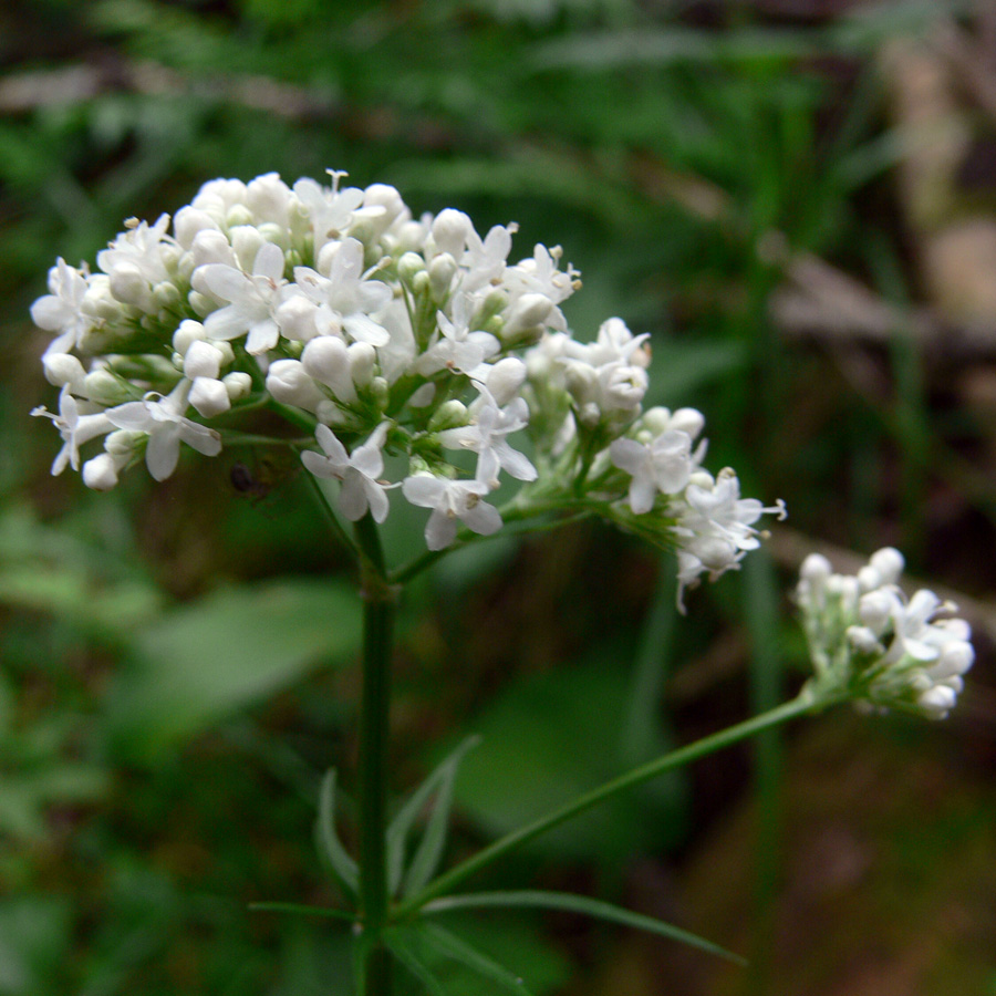 Image of Valeriana wolgensis specimen.
