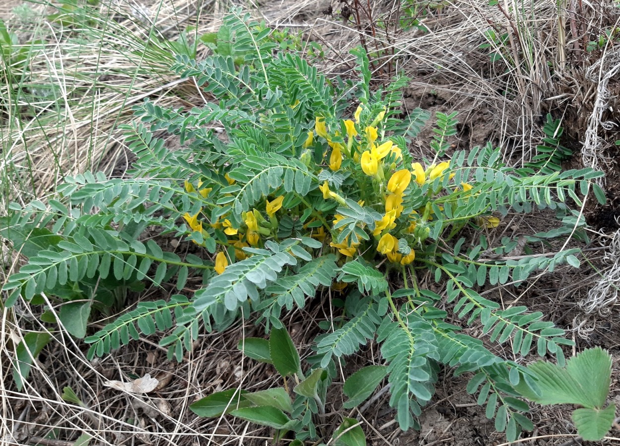 Изображение особи Astragalus wolgensis.