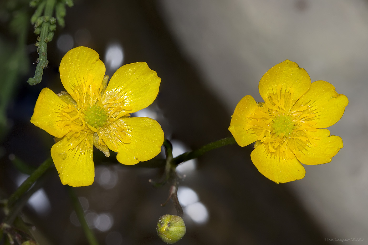 Image of Ranunculus repens specimen.