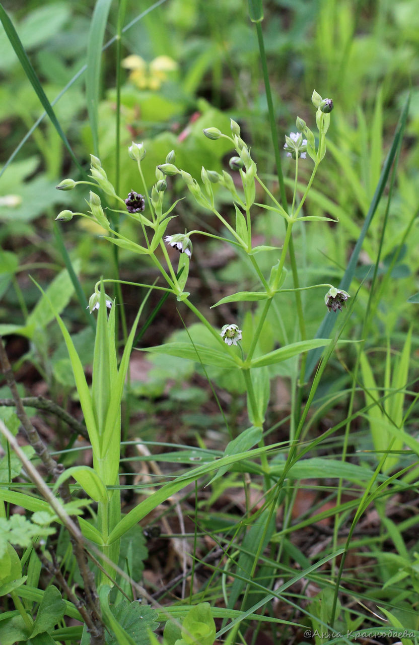 Изображение особи Stellaria holostea.