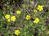 genus Potentilla. Верхушки побегов с цветками и завязывающимися плодами. Хабаровский край, пгт Ванино, южная окраина, обочина дороги. 19.07.2019.