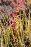 Lysimachia vulgaris. Верхушка растения с листьями в осенней окраске. Карелия, Медвежьегорский р-н, низкий каменистый сырой берег р. Сонго. 28.09.2019.