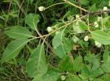 Euonymus maackii. Верхушка плодоносящей ветви. Хабаровский край, окр. с. Галкино, в полосе между дорогой и лесом. 22.07.2019.