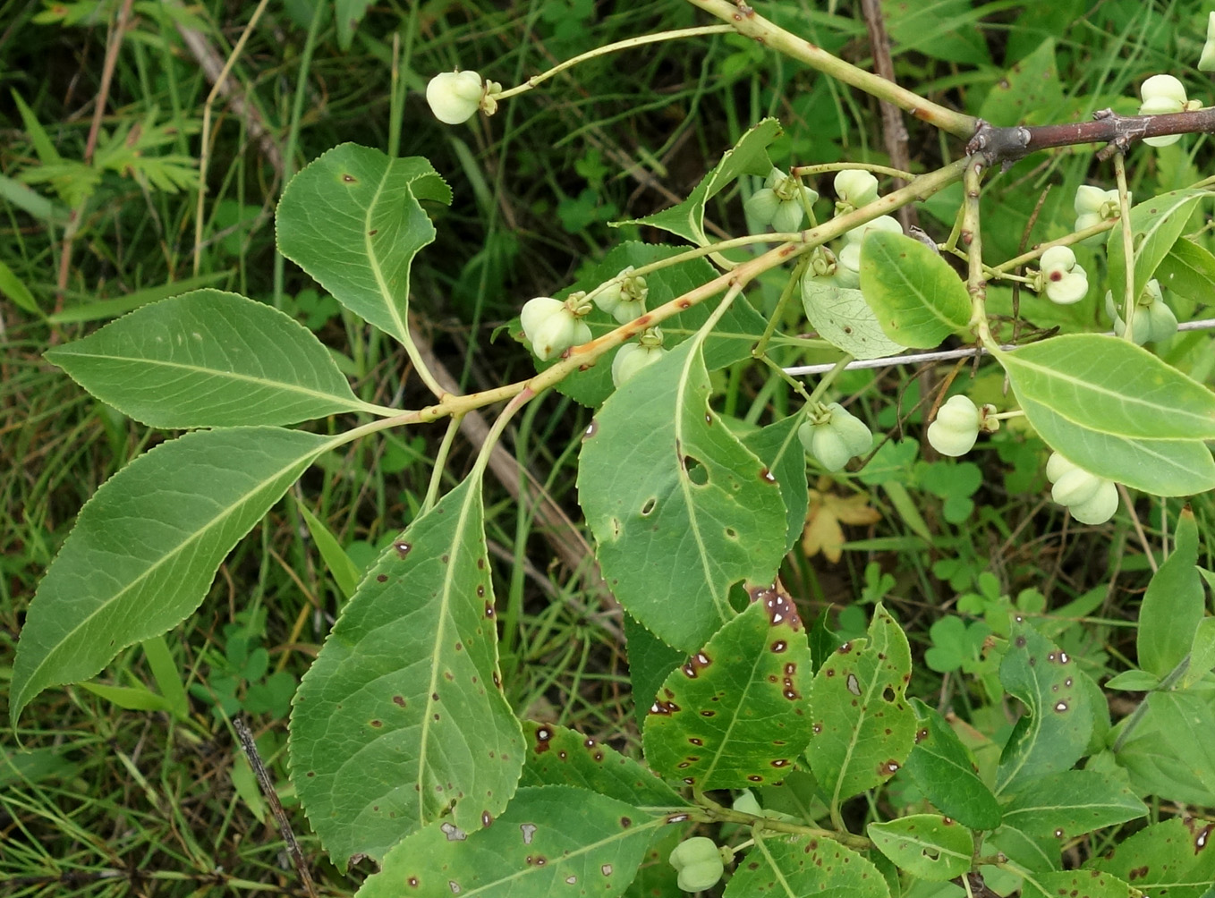 Изображение особи Euonymus maackii.