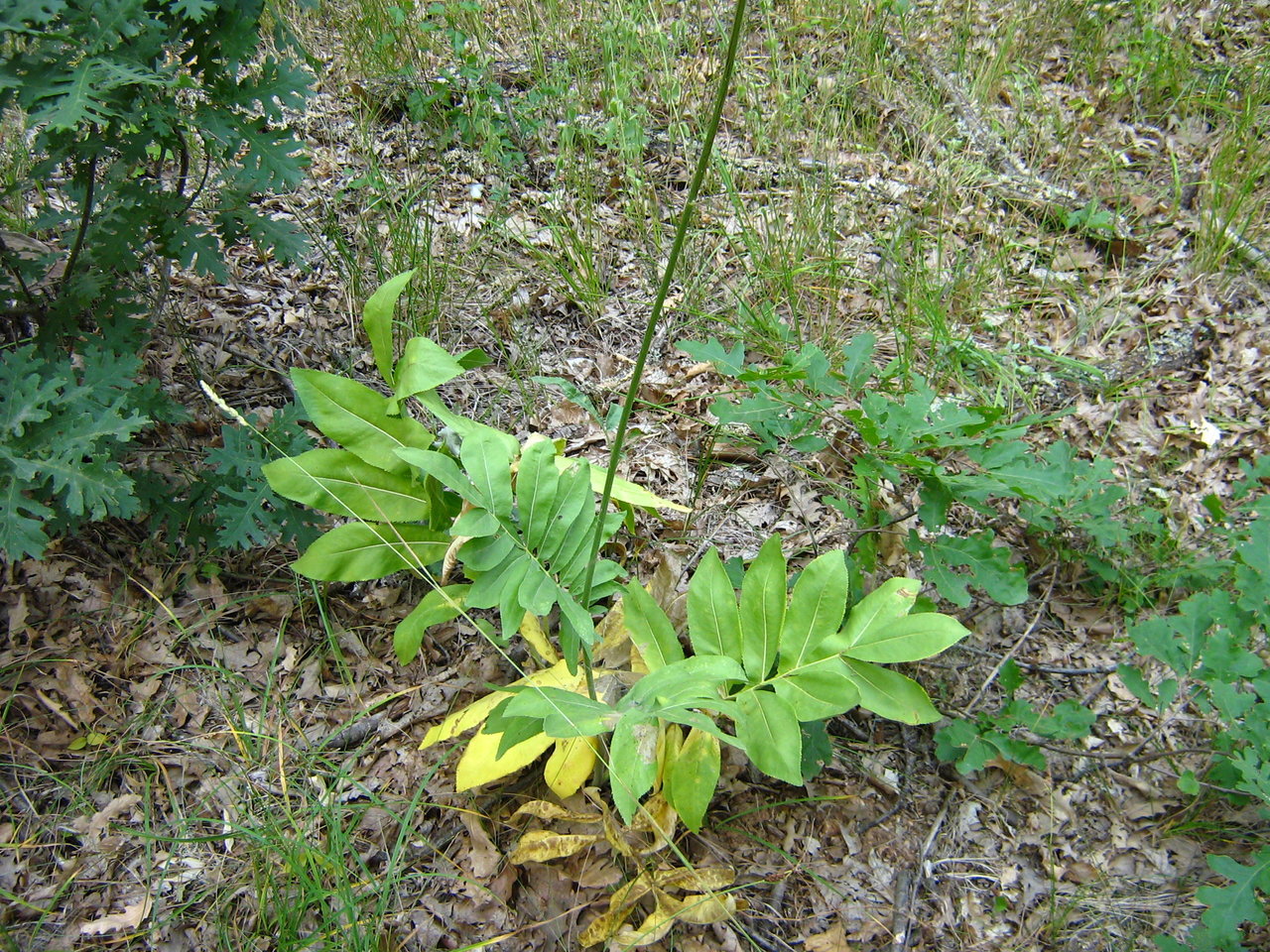 Image of Rhaponticoides wagenitziana specimen.