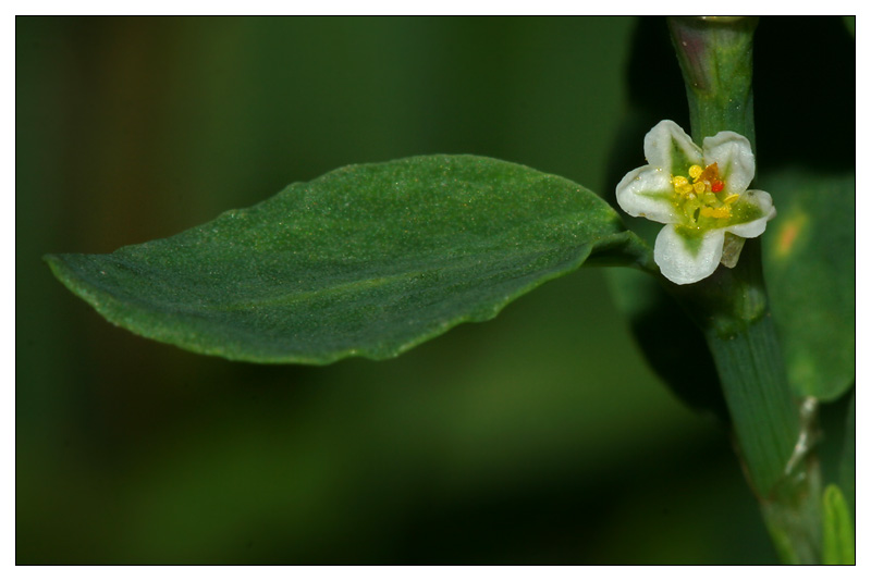 Image of Polygonum aviculare specimen.