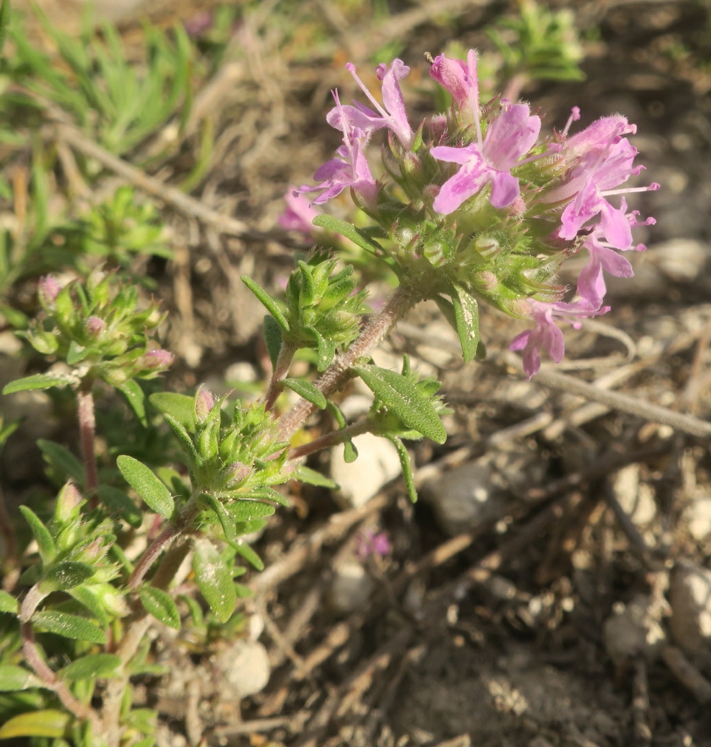 Изображение особи Thymus calcareus.