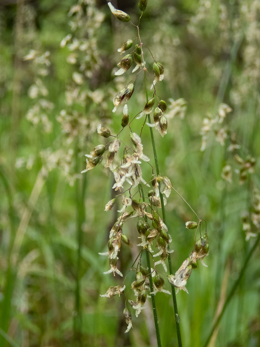 Hierochloe odorata on sale