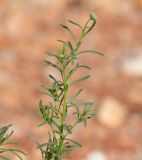 Nolletia tenuifolia