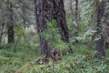 Pinus sibirica. Молодое растение. Республика Алтай, Усть-Коксинский р-н, долина реки Мульта, хвойный лес. 28 июля 2020 г.