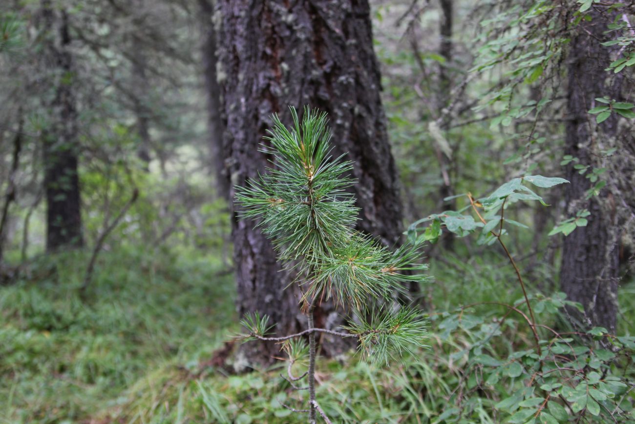 Изображение особи Pinus sibirica.