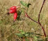 род Rosa. Ветвь с плодами. Костромская обл., окр. Кологрива, правый берег р. Унжа, Костромская пойма, луг. 27 августа 2020 г.