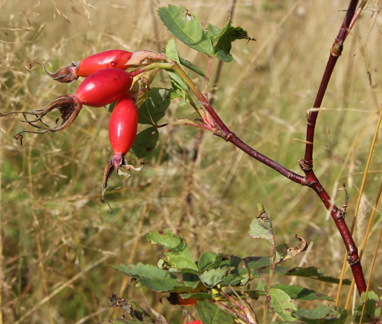 Image of genus Rosa specimen.