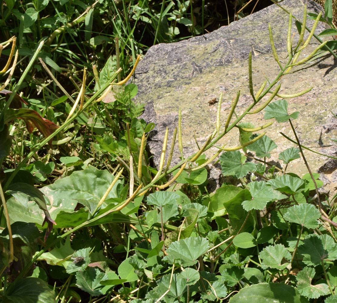 Image of Barbarea arcuata specimen.