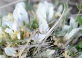 Astragalus gilviflorus