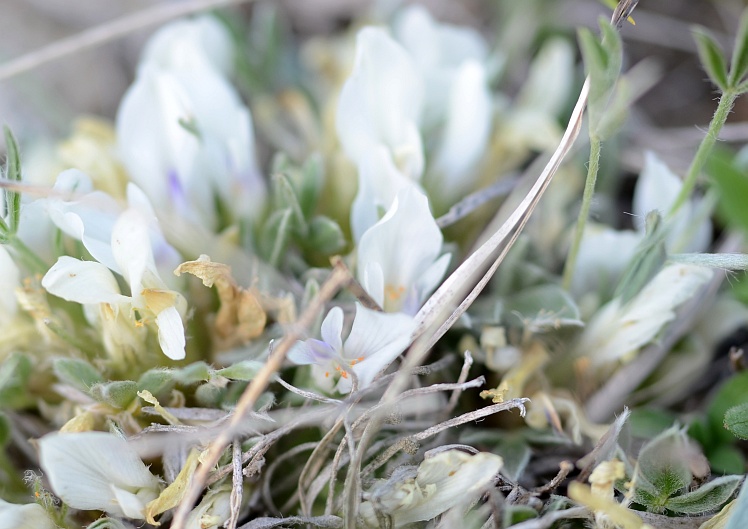 Image of Astragalus gilviflorus specimen.