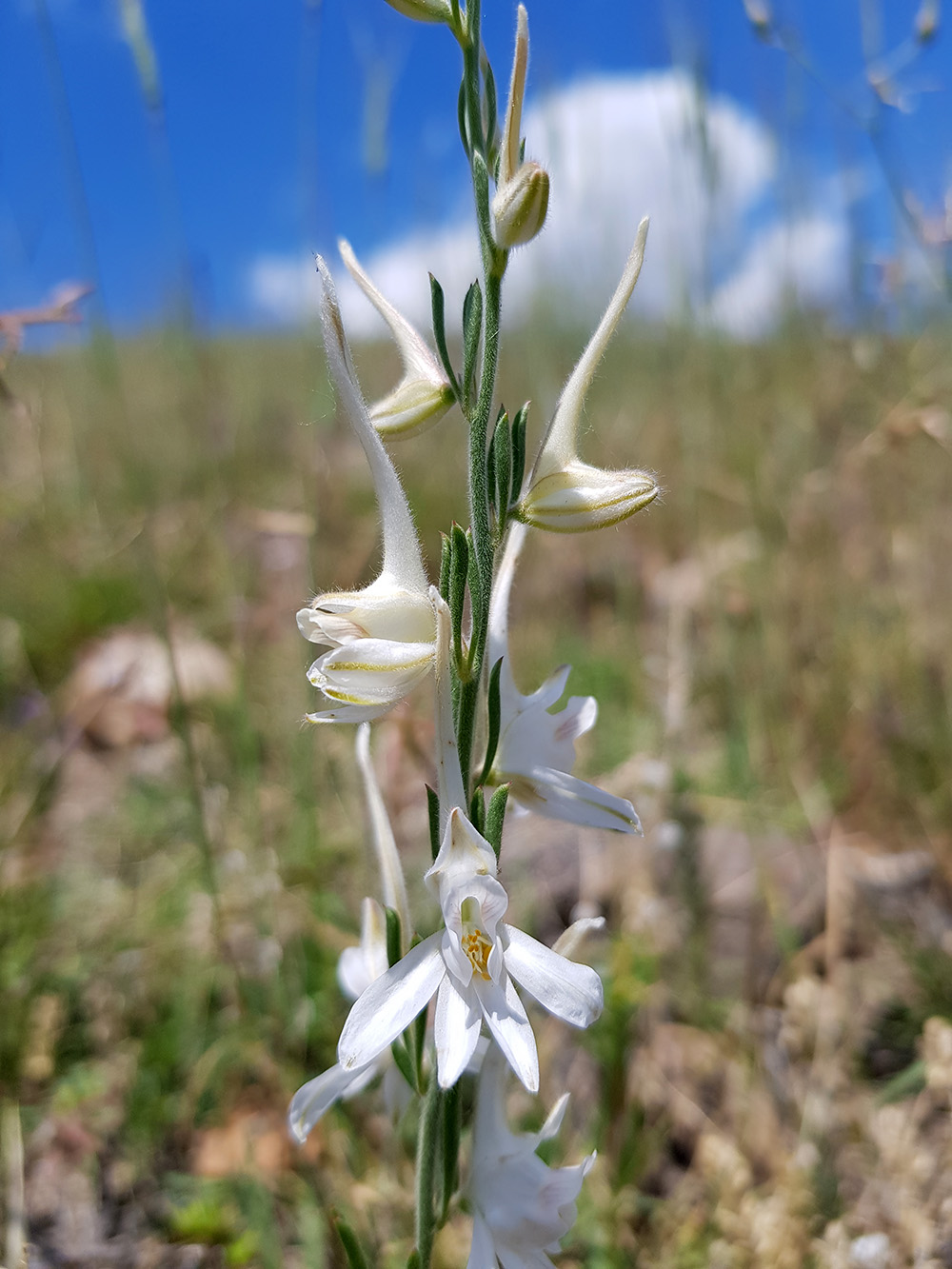 Изображение особи Delphinium rugulosum.