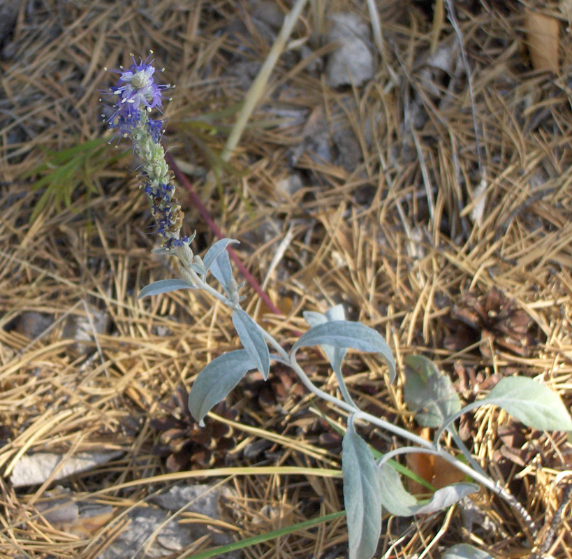 Image of Veronica incana specimen.