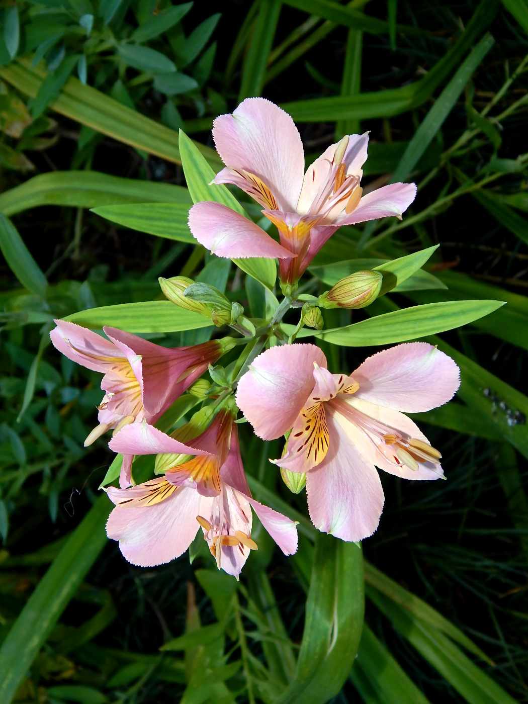 Image of genus Alstroemeria specimen.