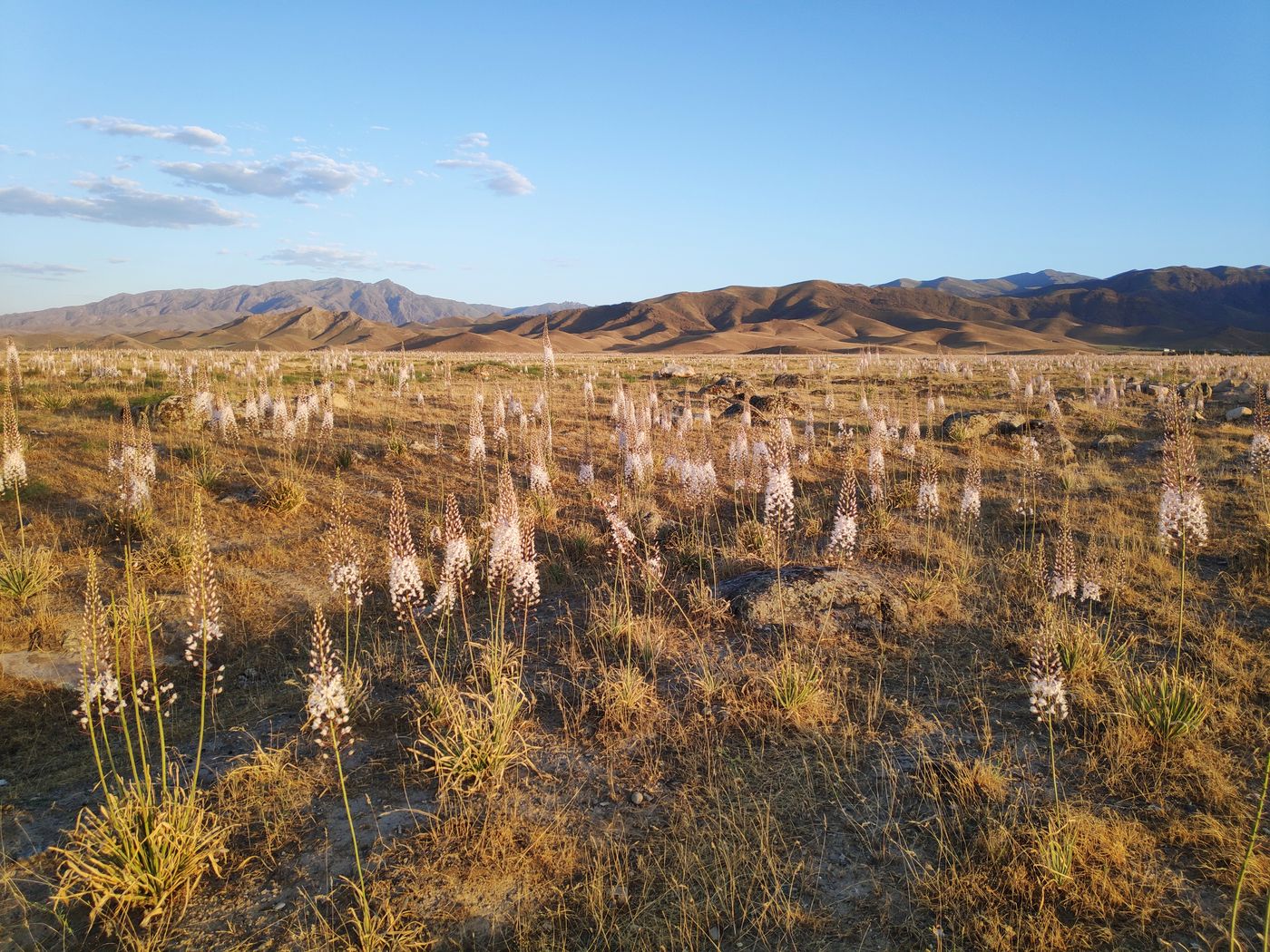 Изображение особи Eremurus olgae.