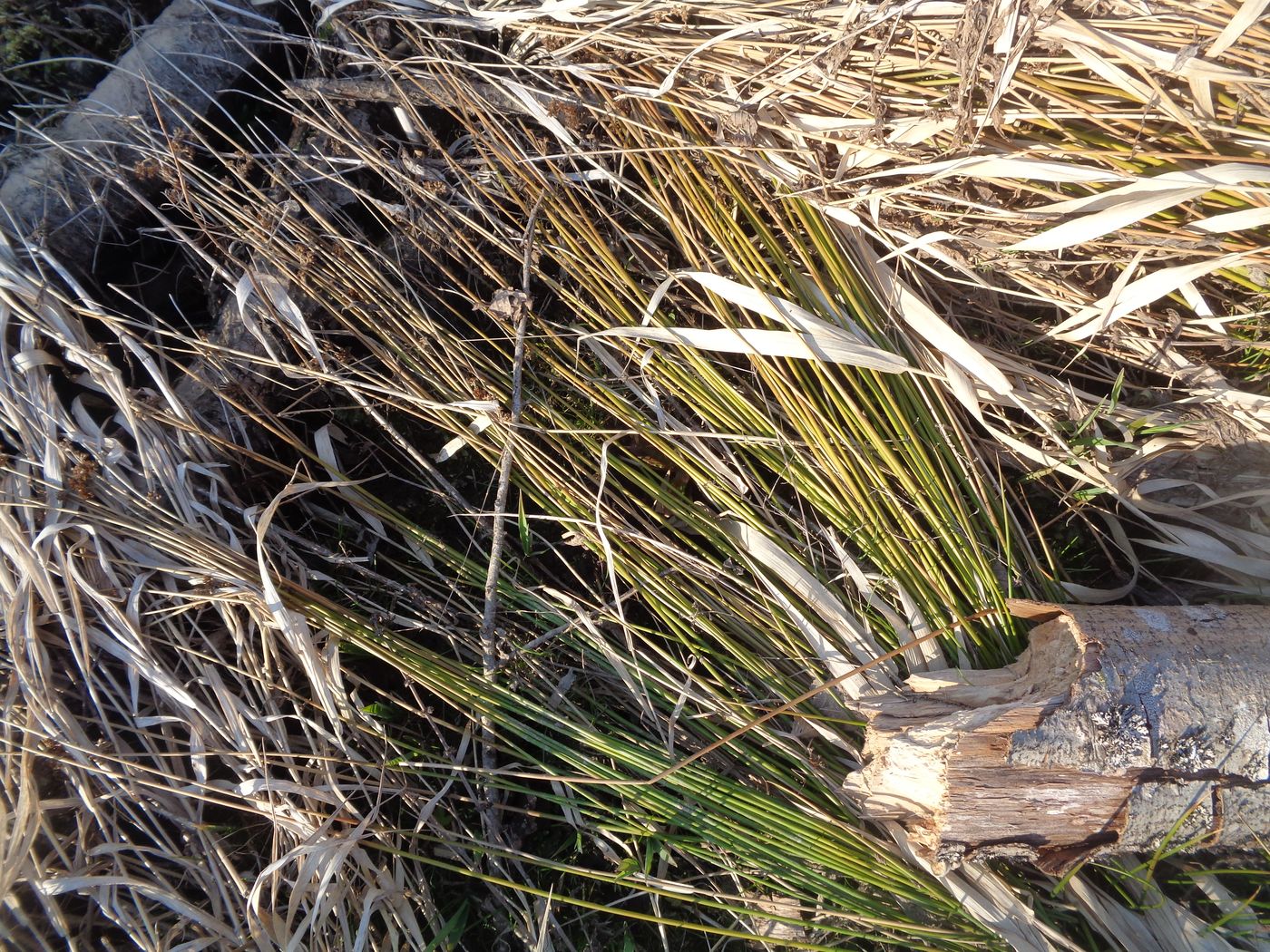 Изображение особи Juncus effusus.