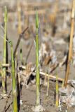 Phragmites australis. Молодые побеги. Ленинградская обл., Кингисеппский р-н, окр. дер. Урмизно, песчаный берег Финского залива, зона заплеска. 09.05.2020.