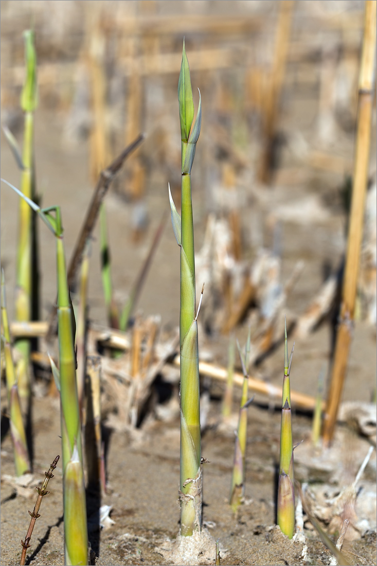 Image of Phragmites australis specimen.