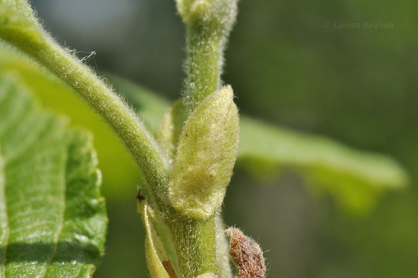 Image of Corylus heterophylla specimen.
