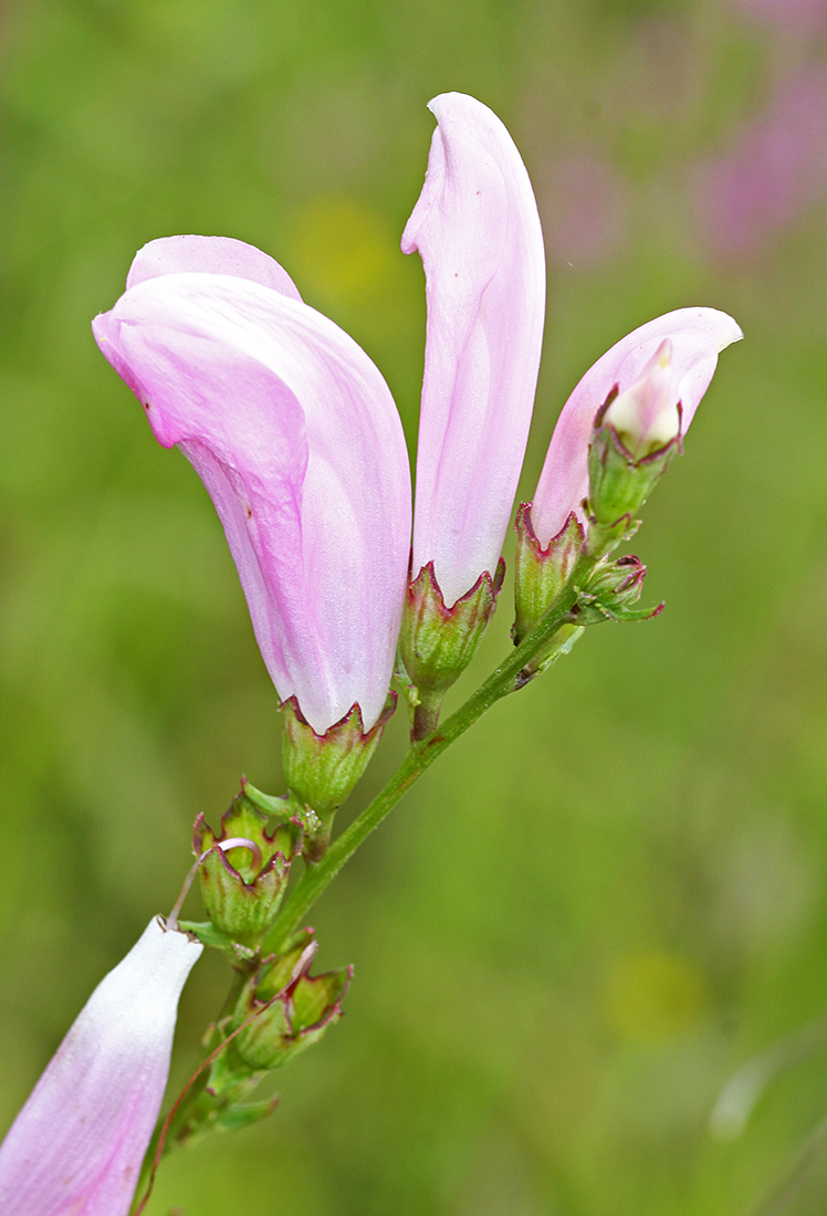 Image of Pedicularis grandiflora specimen.
